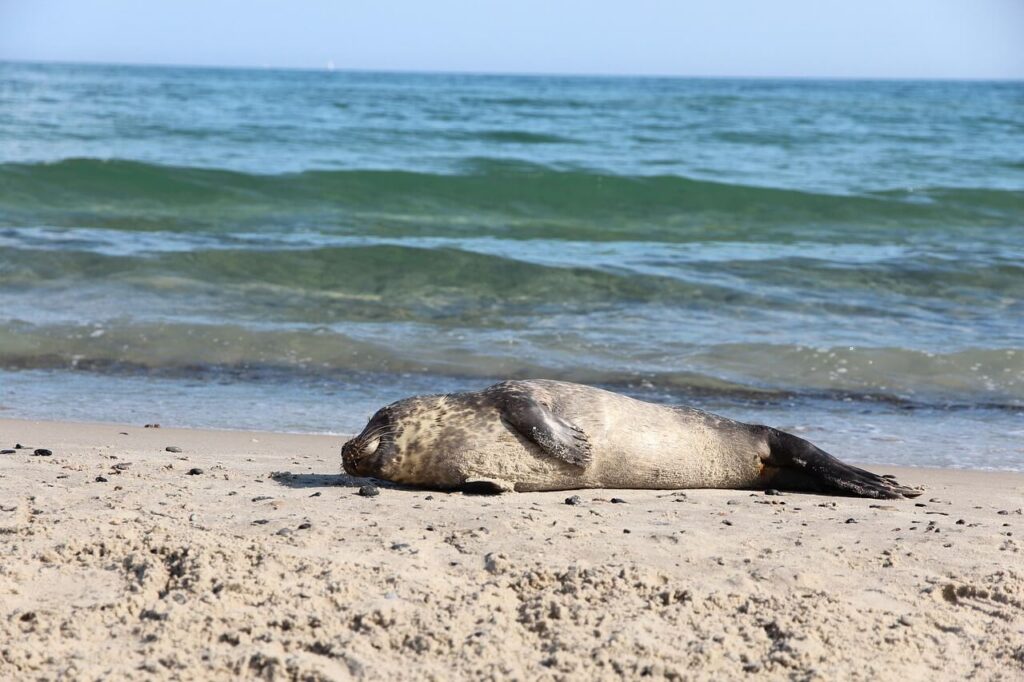 Seal in Skagen Denmark
